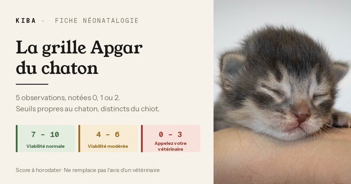 Le score Apgar du chaton : la grille féline, et pourquoi celle du chien ne marche pas