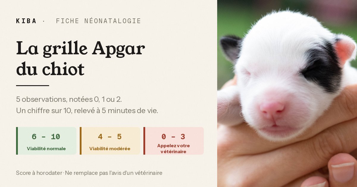 Le score Apgar du chiot : évaluer un nouveau-né en une minute