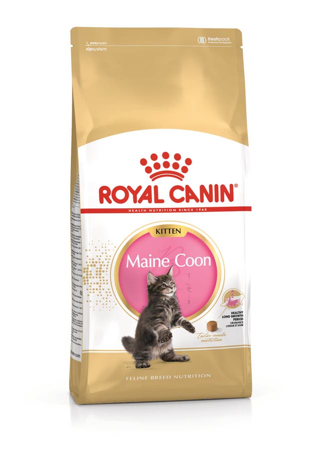 Royal Canin maine coon kitten