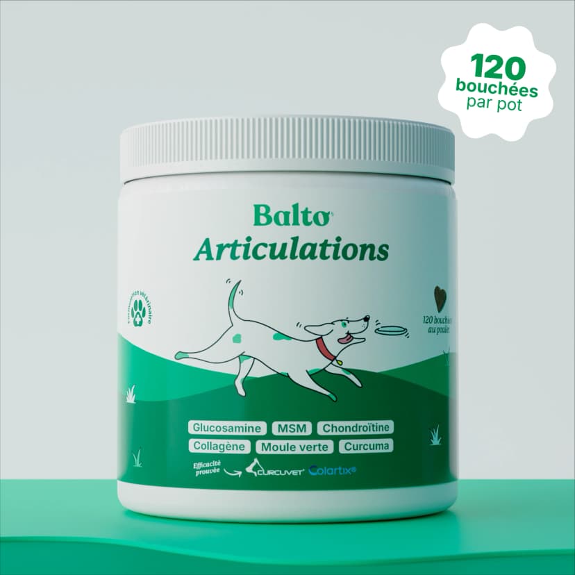 Balto Balto Articulation