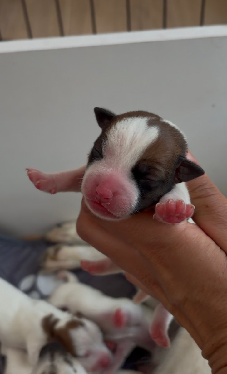 Puppy 1