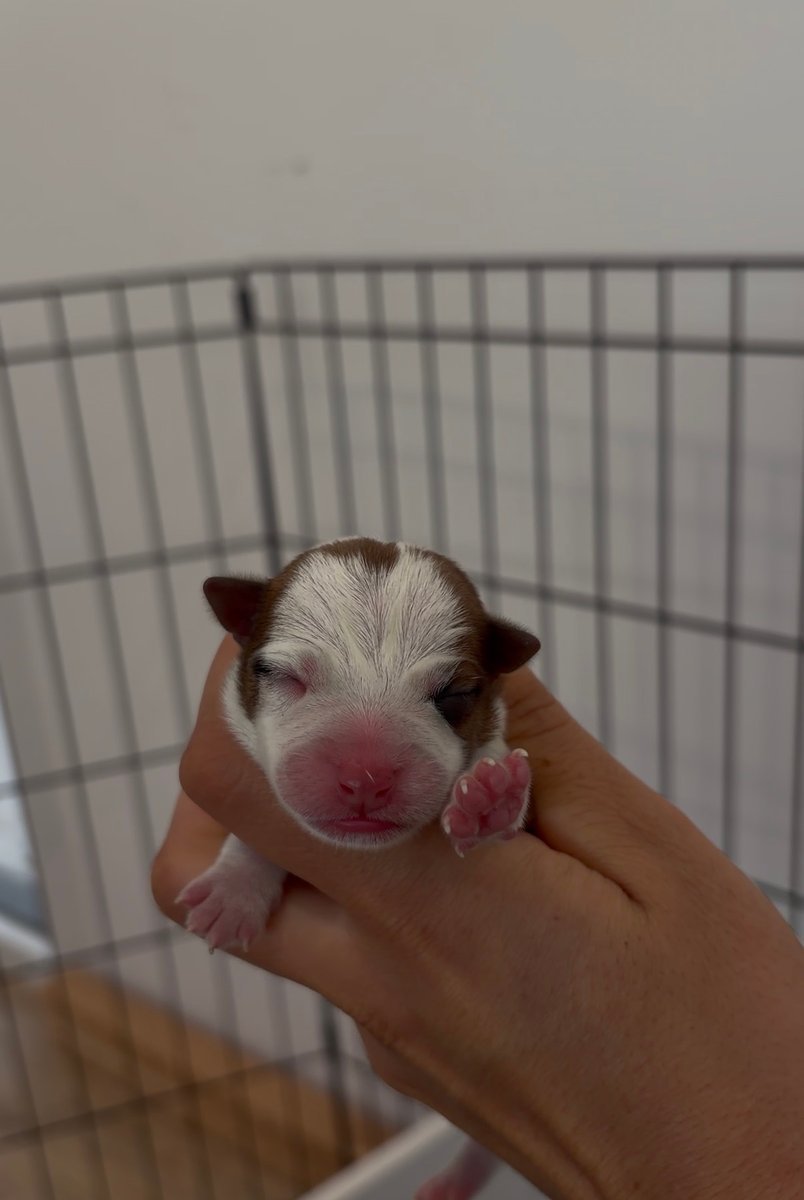 Puppy 3