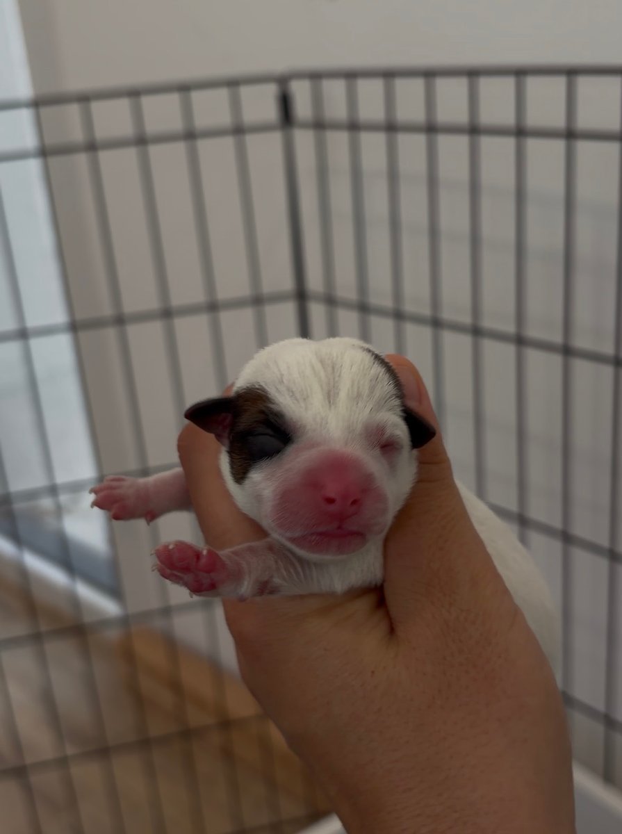 Puppy 4