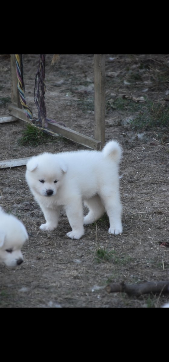 Puppy 9, Akita femelle