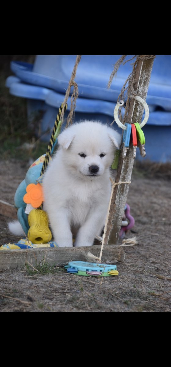Puppy 10, Akita femelle
