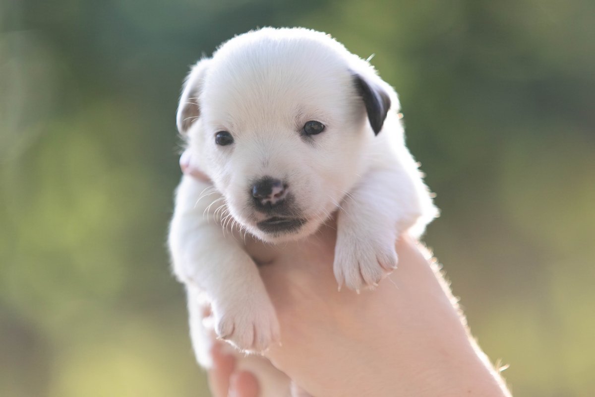 Puppy 5