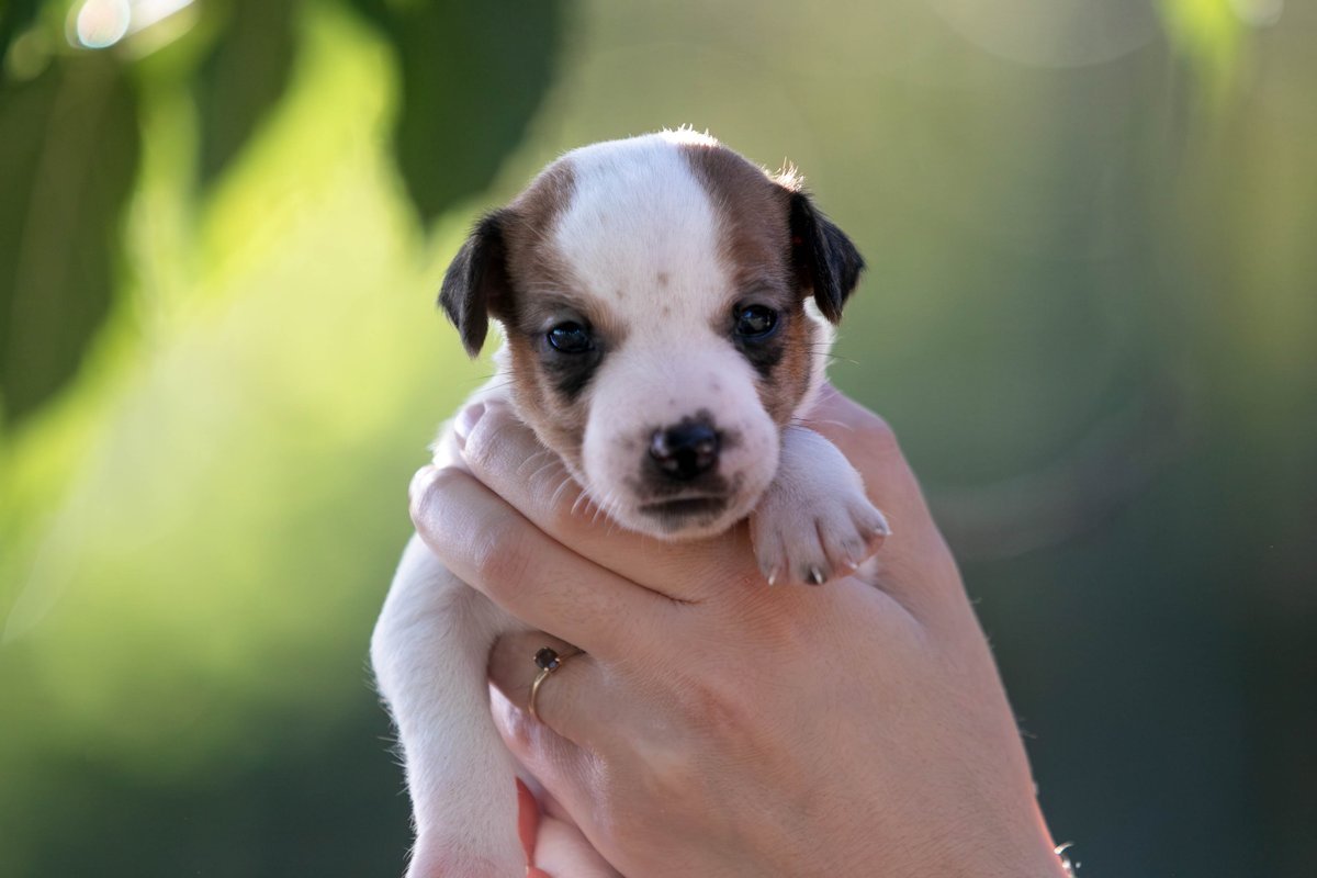 Puppy 2