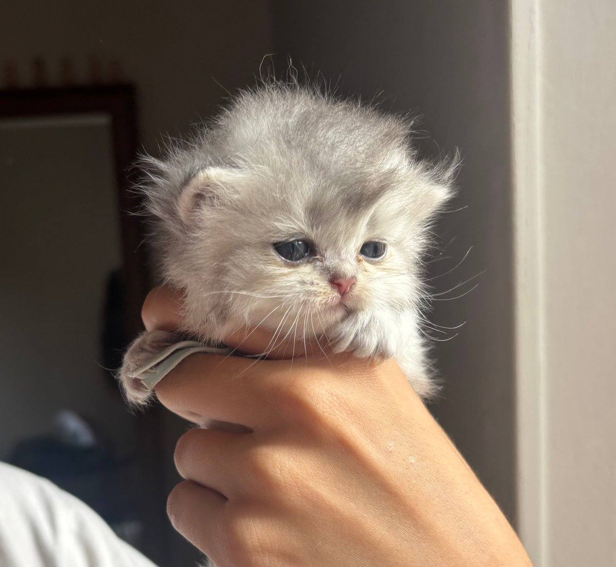 M1, BRITISH LONGHAIR mâle