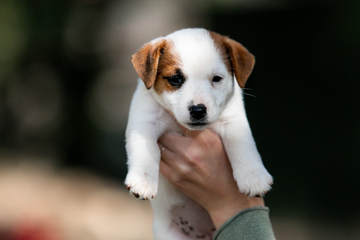 Puppy 6