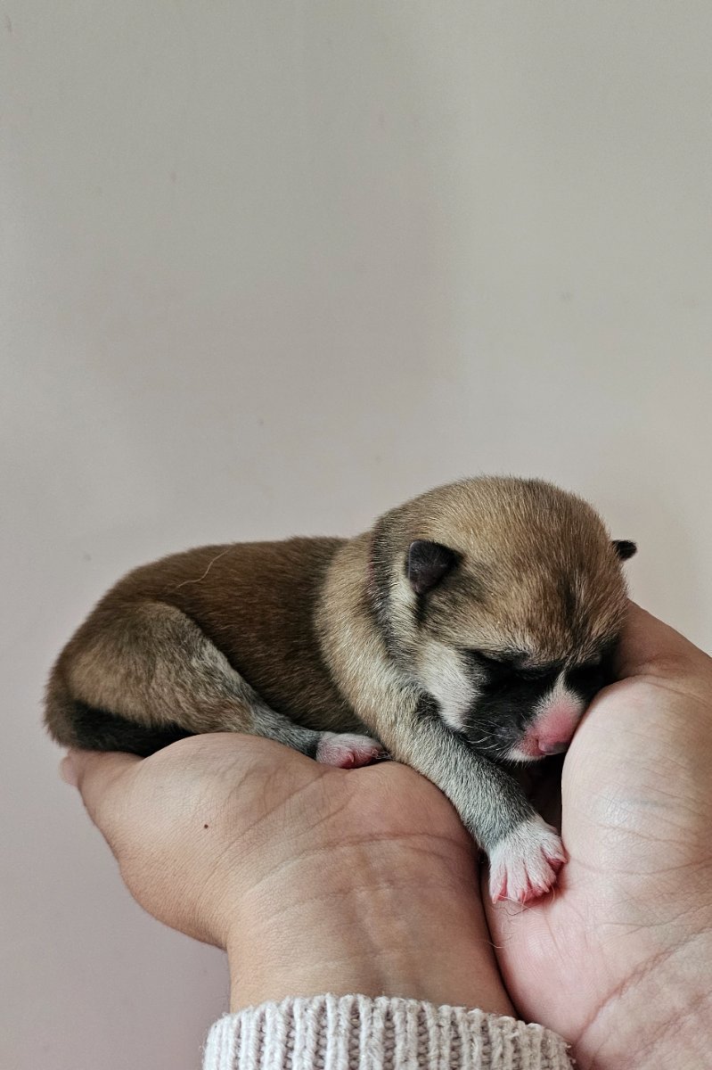 Rouge, Akita femelle