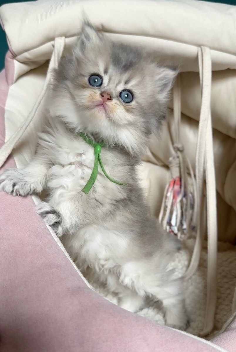 Bulle, BRITISH LONGHAIR femelle
